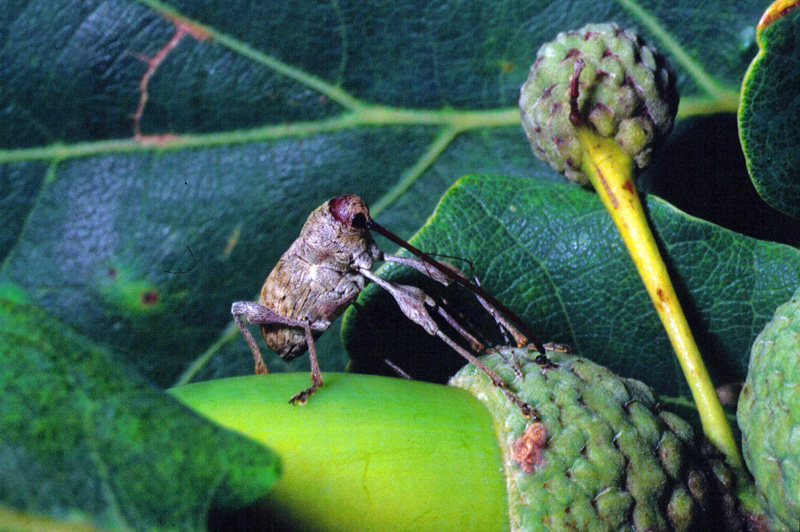 Curculio elephas